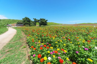 Hitachi Sahil Parkı, Japonya Peyzajı