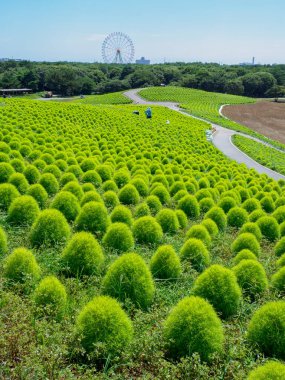 Hitachi Sahil Parkı, Japonya Peyzajı