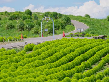 Hitachi Sahil Parkı, Japonya Peyzajı