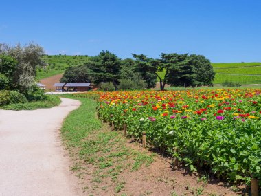 Hitachi Sahil Parkı, Japonya Peyzajı