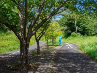 Hitachi Sahil Parkı, Japonya Peyzajı