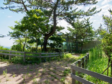 Hitachi Sahil Parkı, Japonya Peyzajı