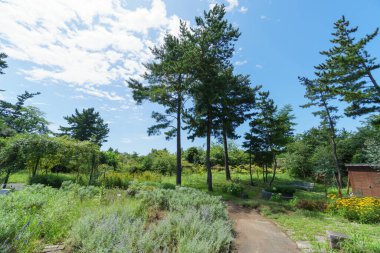 Hitachi Sahil Parkı, Japonya Peyzajı