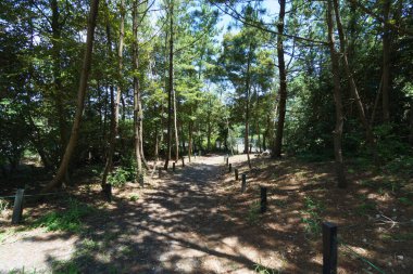 Hitachi Sahil Parkı, Japonya Peyzajı