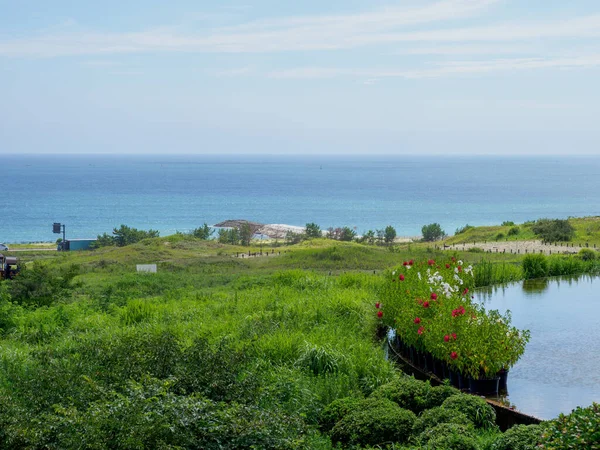 Hitachi Seaside Park Giappone Paesaggio — Foto Stock