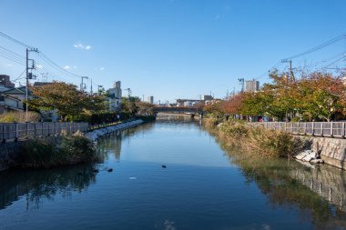 Tokyo sonbahar yaprakları peyzaj