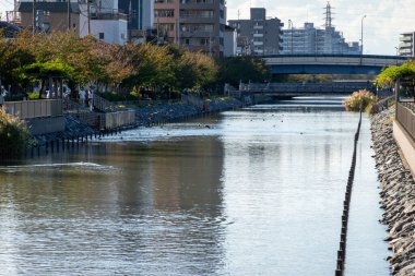 Tokyo sonbahar yaprakları peyzaj