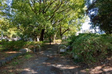 Tokyo sonbahar yaprakları peyzaj