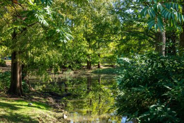 Tokyo sonbahar yaprakları peyzaj