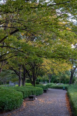 Tokyo sonbahar yaprakları peyzaj