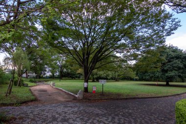 Tokyo sonbahar yaprakları peyzaj