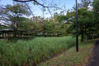 Tokyo sonbahar yaprakları peyzaj