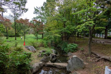 Tokyo sonbahar yaprakları peyzaj