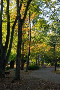 Tokyo sonbahar yaprakları peyzaj