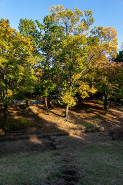 Tokyo sonbahar yaprakları peyzaj