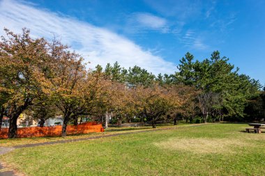 Tokyo sonbahar yaprakları peyzaj