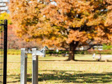 Tokyo sonbahar yaprakları peyzaj