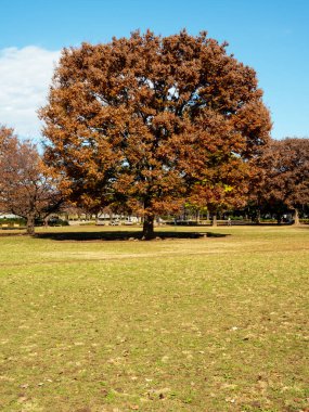 Tokyo sonbahar yaprakları peyzaj