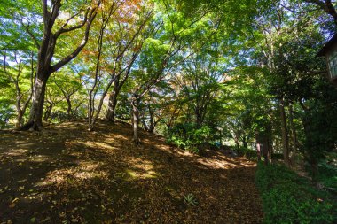 Tokyo sonbahar yaprakları peyzaj