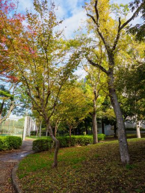 Tokyo sonbahar yaprakları peyzaj