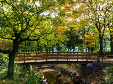 Tokyo sonbahar yaprakları peyzaj