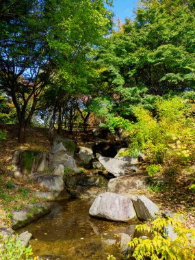 Tokyo sonbahar yaprakları peyzaj