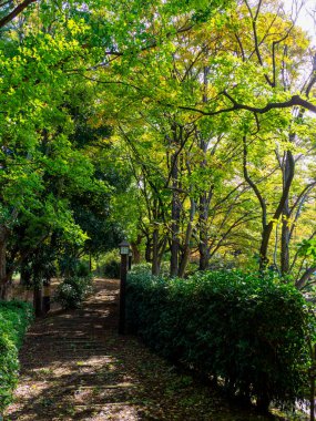 Tokyo sonbahar yaprakları peyzaj
