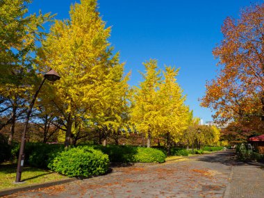 Tokyo sonbahar yaprakları peyzaj