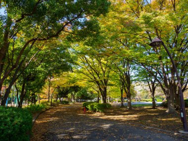 Tokyo sonbahar yaprakları peyzaj