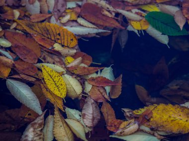 Tokyo sonbahar yaprakları peyzaj