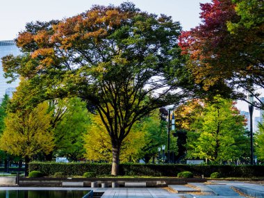 Tokyo sonbahar yaprakları peyzaj