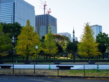 Tokyo sonbahar yaprakları peyzaj