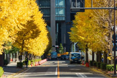 Tokyo sonbahar yaprakları peyzaj