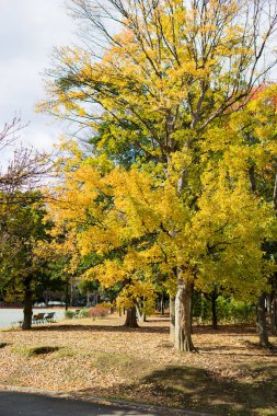 Tokyo sonbahar yaprakları peyzaj