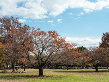 Tokyo sonbahar yaprakları peyzaj