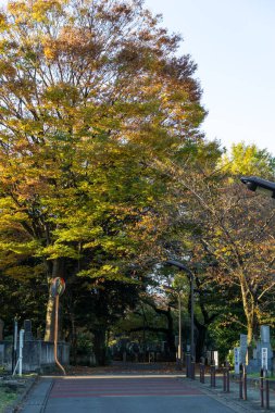 Tokyo sonbahar yaprakları peyzaj