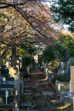 Tokyo sonbahar yaprakları peyzaj