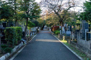 Tokyo sonbahar yaprakları peyzaj