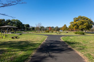 Tokyo sonbahar yaprakları peyzaj