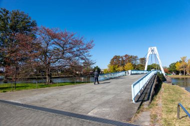 Tokyo sonbahar yaprakları peyzaj