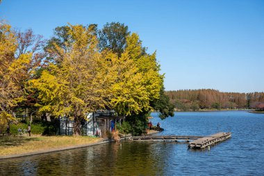 Tokyo sonbahar yaprakları peyzaj