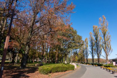 Tokyo sonbahar yaprakları peyzaj