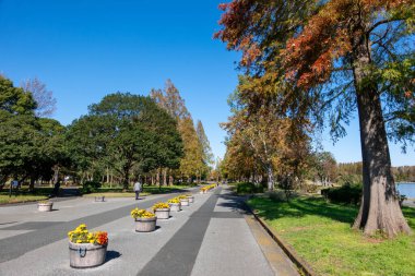 Tokyo sonbahar yaprakları peyzaj