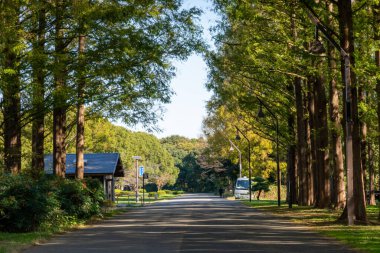 Tokyo sonbahar yaprakları peyzaj