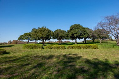 Tokyo sonbahar yaprakları peyzaj