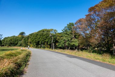 Tokyo sonbahar yaprakları peyzaj