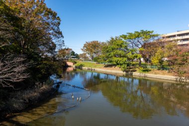Tokyo sonbahar yaprakları peyzaj