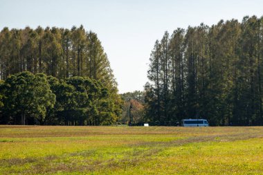 Tokyo sonbahar yaprakları peyzaj