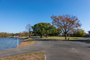 Tokyo sonbahar yaprakları peyzaj
