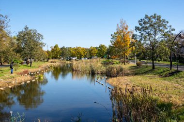 Tokyo sonbahar yaprakları peyzaj